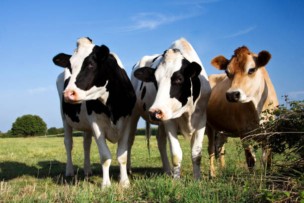 Cow